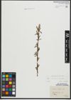 Foto von Salix purpurea L. x Salix viminalis L.